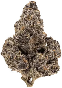 Durban_PoisonRV